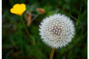 Pusteblume