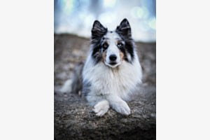 Gentle Soul