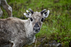 Eifach härzig
