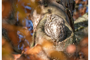 Herbst "Waldkauz geniesst die Herbstsonne"