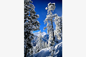 Wintertraum