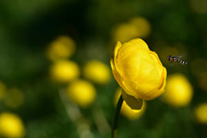 Trollblumen 