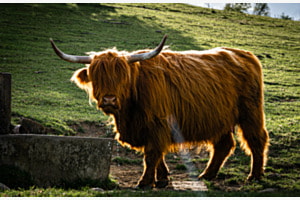 Schottisches Hochlandrind