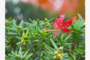 das rote Blatt