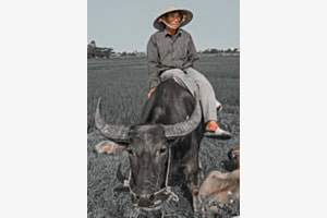 Vietnam 