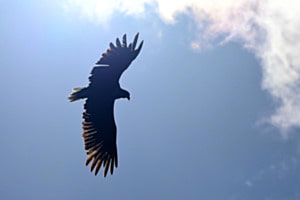 Ikarus