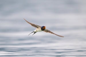Auf der Jagd