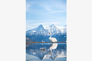 "Auf dem Spiegel gehen"