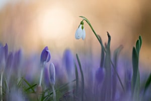 Frühlingsblumen
