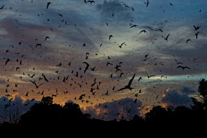 Bird Island Bird Island