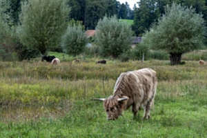Naturwiese