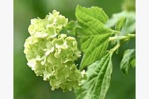 Tender Green