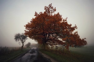 Herbstmorgen 