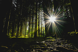 Wenn Licht den Wald berührt