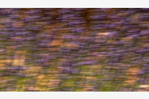 Lavendel im Wind