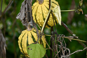 Kürbis
