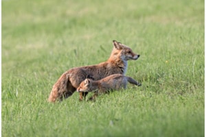 Natur - Mammafuchs mit ihrem Nachwuchs