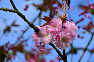 Kirschblüten