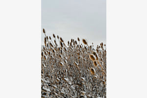 Winterfeld