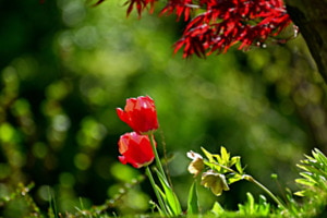 Frühling 