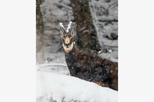 Gämse im Schneefall