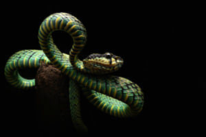 Natures work of art