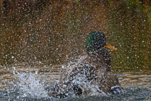 Stockente hat Waschtag