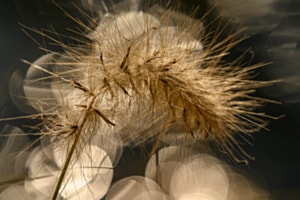 wild gewachsen