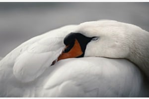 Die Stille der Natur