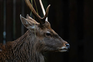 Hirschportrait Hirschportrait