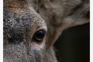Auge in Auge Auge in Auge