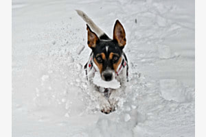 Trudy