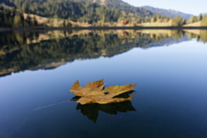 Herbstblatt