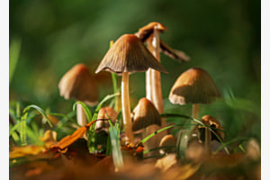 Pilze im Herbst