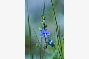 wild gewachsen