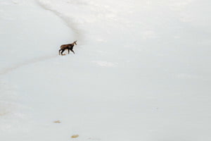 Allein im Schnee