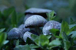 Pilze im Wald