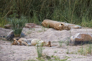 KEEP QUIET - KRUGER NATIONAL PARK