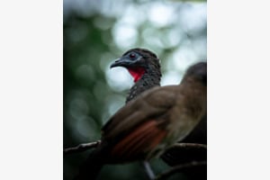 Crested Guan