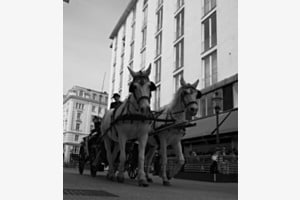 horse wishisperer