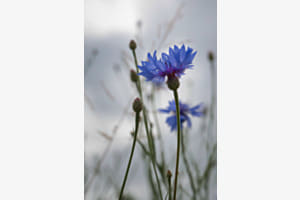 blaue Eleganz