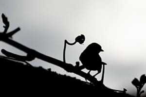Putzige Silhouette