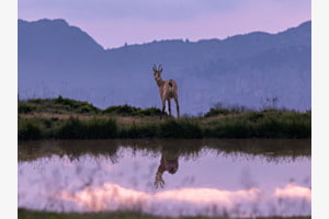 Spieglein Spieglein an der Wand wer ist die Schönste im ganzen Land......