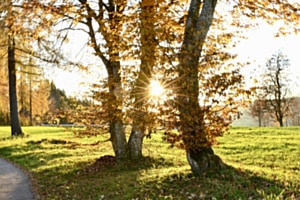 Goldenes Flüstern des Herbstes