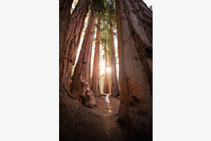 Der etwas andere Wald