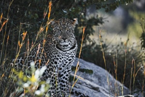 Leopard