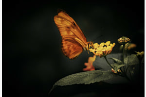 The Silent Bloom