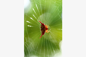 Gasteracantha Versicolor Formosa