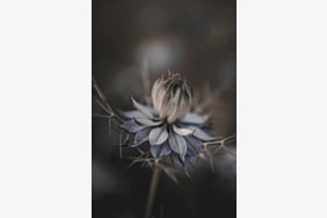 Macigal blue