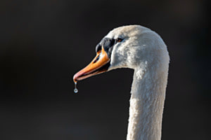 Höckerschwan